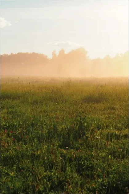 Detail Foggy Meadow Morning Light Number 4