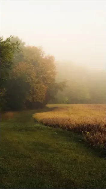Detail Foggy Meadow Morning Light Number 5