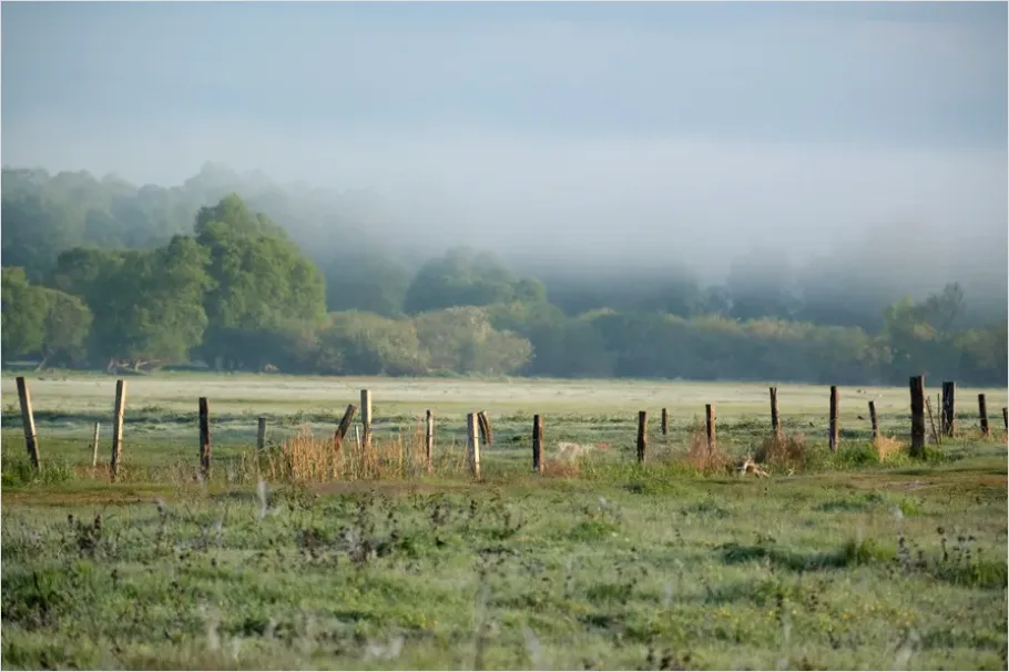 Detail Foggy Meadow Morning Light Number 6