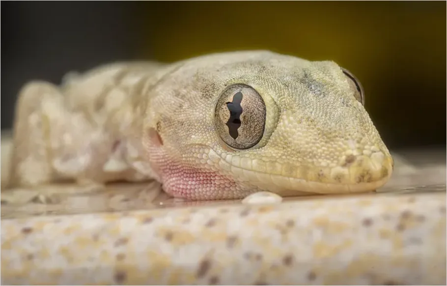 Detail Gecko Macro Photo Number 2