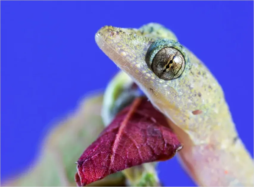 Detail Gecko Macro Photo Number 3