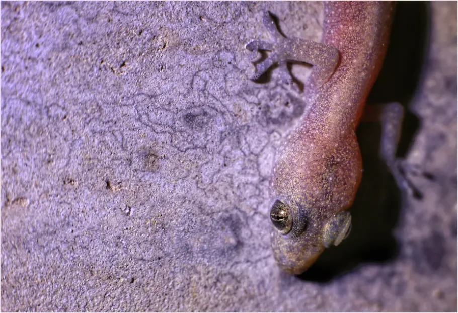 Detail Gecko Macro Photo Number 4