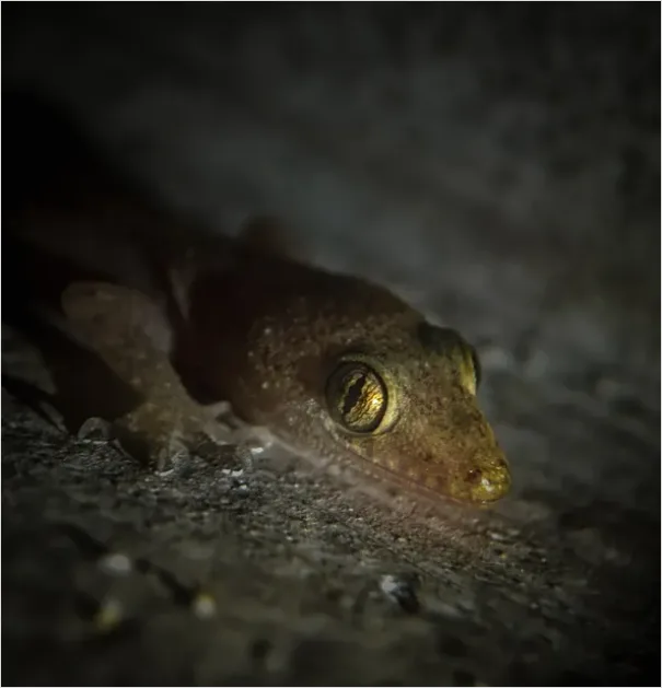 Detail Gecko Macro Photo Number 5