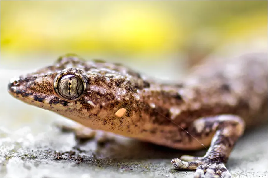 Detail Gecko Macro Photo Number 6