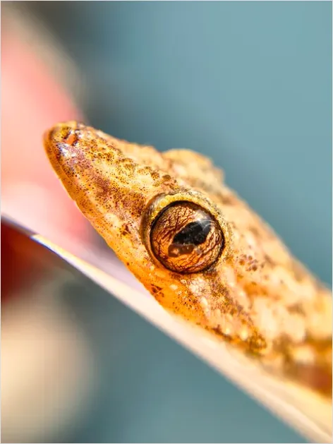 Detail Gecko Macro Photo Number 7