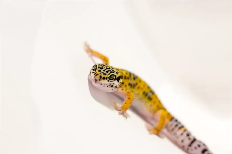 Detail Gecko Macro Photo Number 8