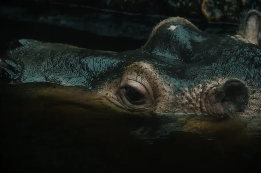 Detail Hippo In Water Photo Number 2