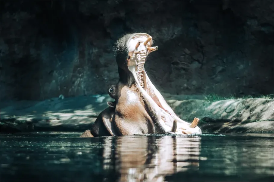 Detail Hippo In Water Photo Number 3