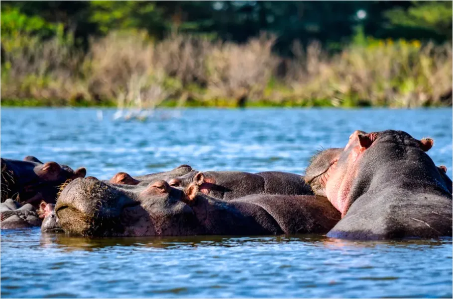Detail Hippo In Water Photo Number 4