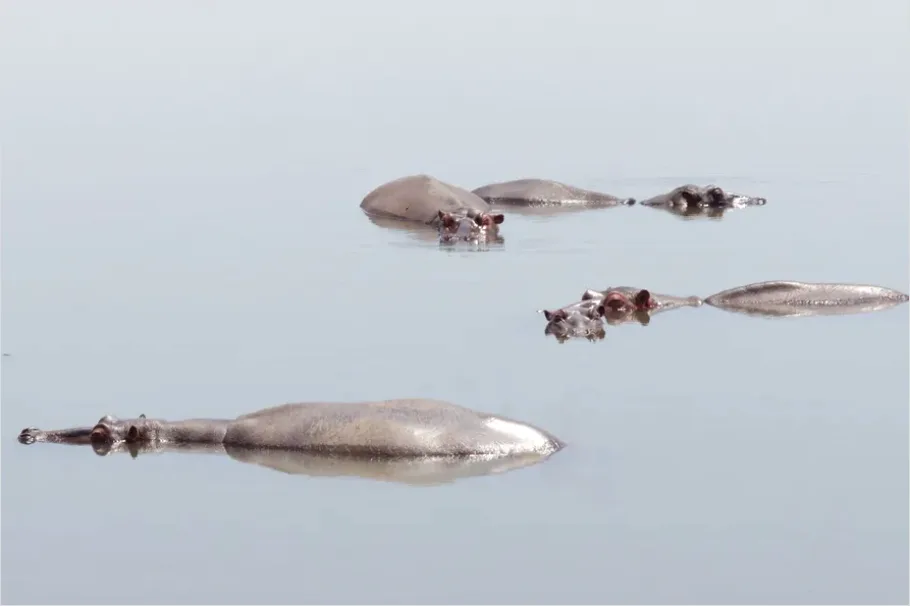 Detail Hippo In Water Photo Number 5