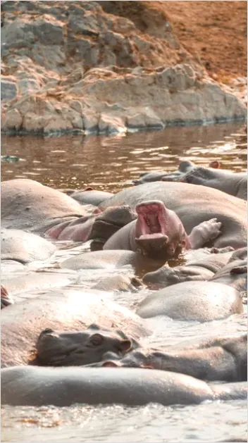 Detail Hippo In Water Photo Number 6