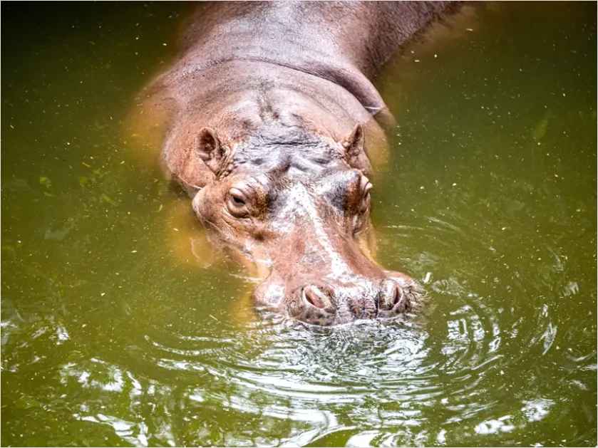Detail Hippo In Water Photo Number 7