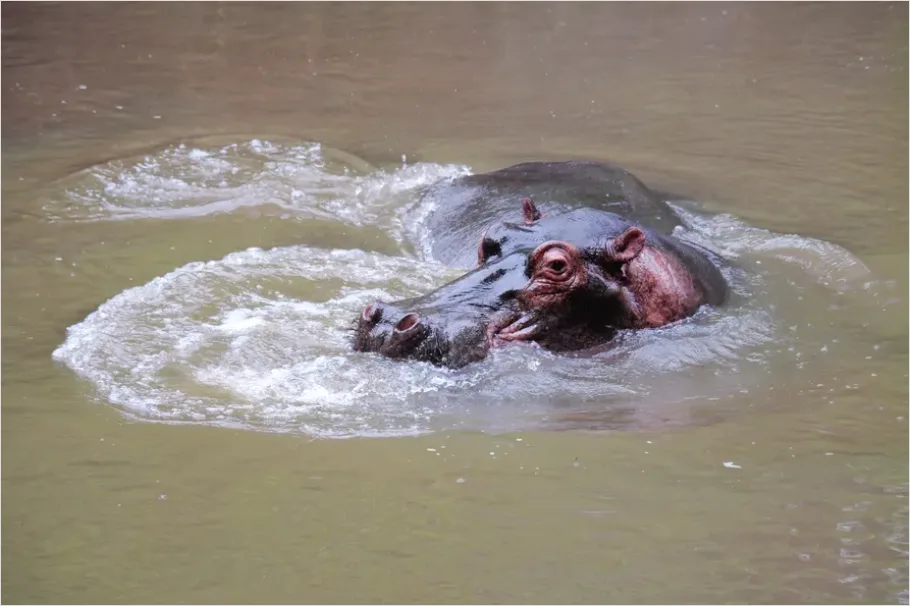 Detail Hippo In Water Photo Number 8