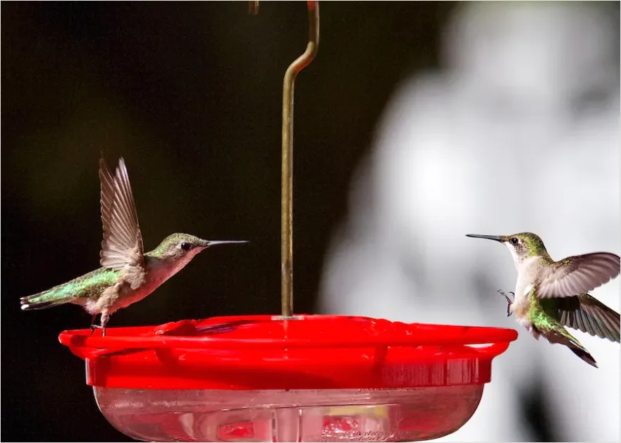 Detail Hummingbird Wings Freeze Frame Number 3