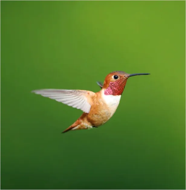 Detail Hummingbird Wings Freeze Frame Number 4