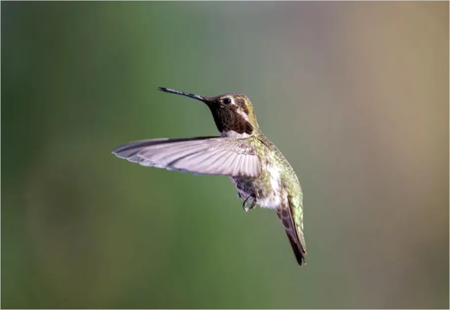 Detail Hummingbird Wings Freeze Frame Number 5