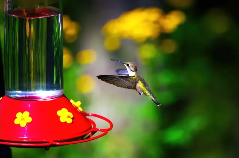 Detail Hummingbird Wings Freeze Frame Number 6
