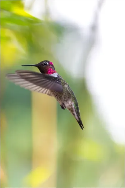 Detail Hummingbird Wings Freeze Frame Number 8