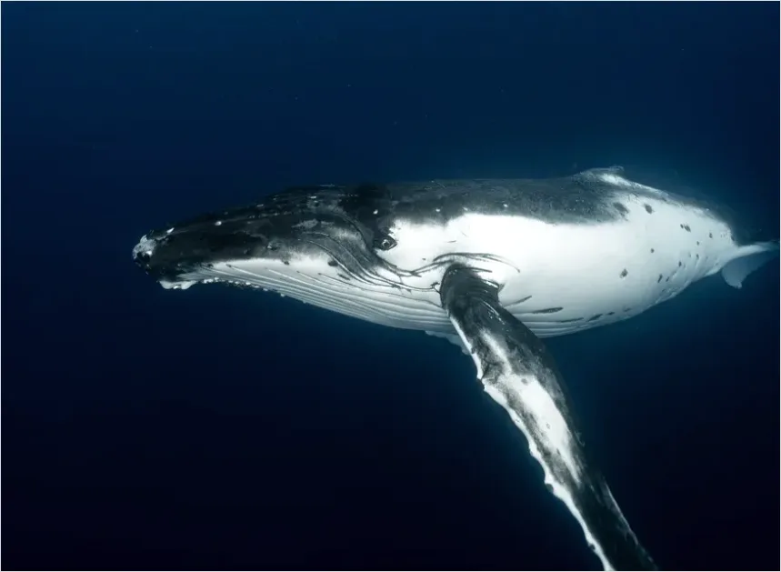 Detail Humpback Whale Underwater Number 2