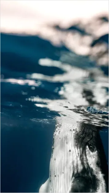 Detail Humpback Whale Underwater Number 3