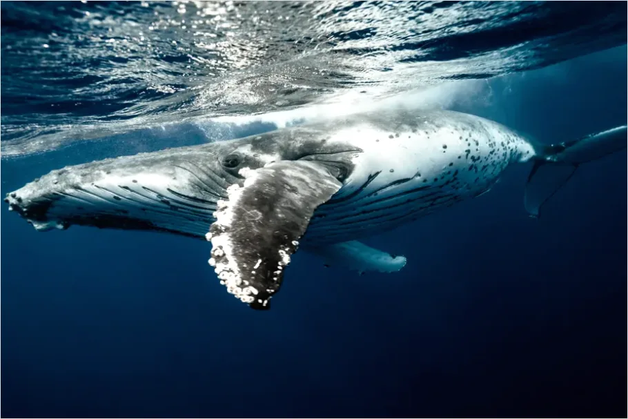 Detail Humpback Whale Underwater Number 4