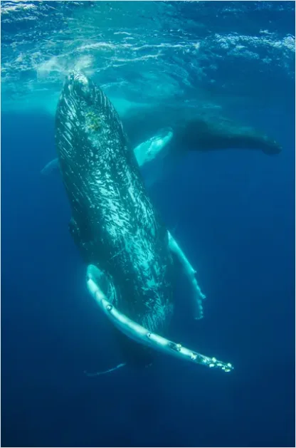 Detail Humpback Whale Underwater Number 5