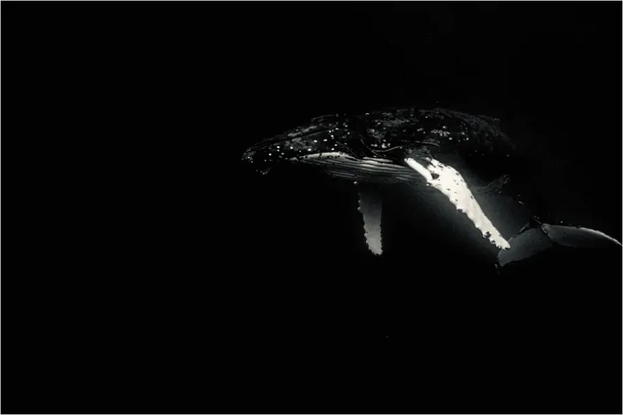 Detail Humpback Whale Underwater Number 6