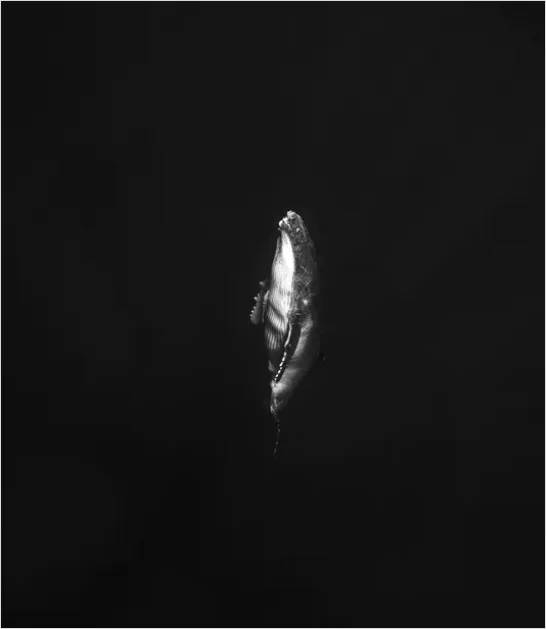 Detail Humpback Whale Underwater Number 7