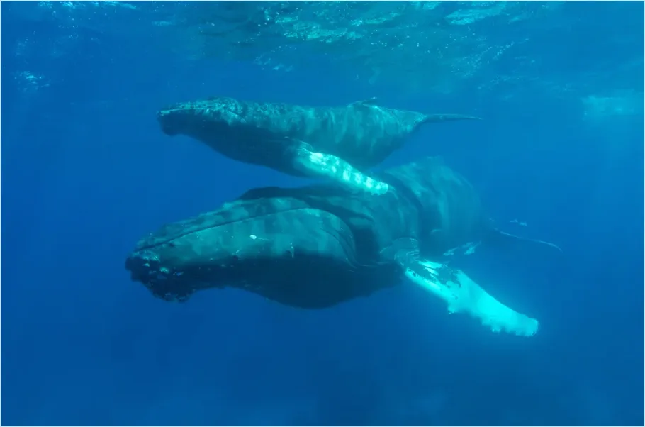 Detail Humpback Whale Underwater Number 8