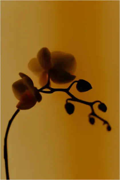 Detail Illustration Silhouette Flower Vector Number 4