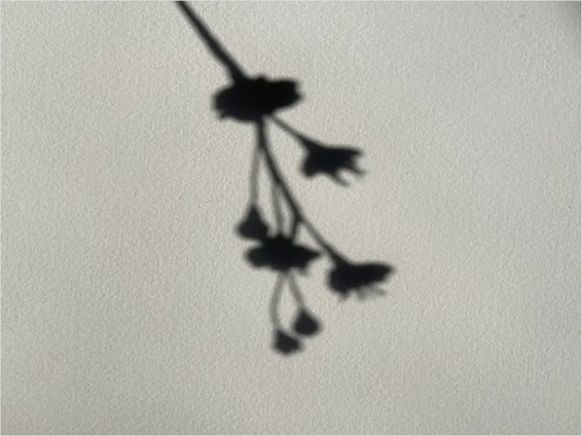 Detail Illustration Silhouette Flower Vector Number 8