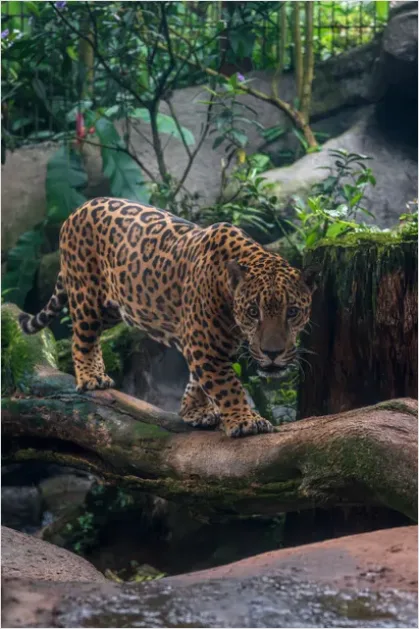 Jaguar In Rainforest Photo D676