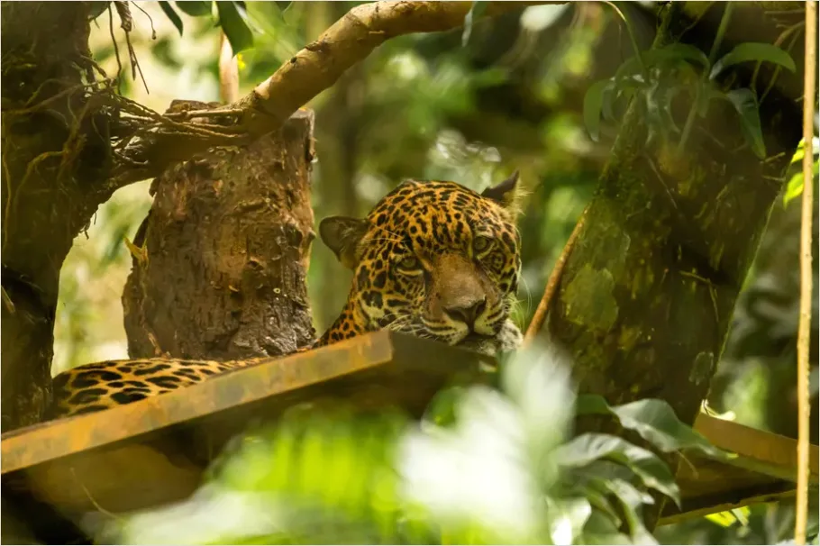 Detail Jaguar In Rainforest Photo Number 2