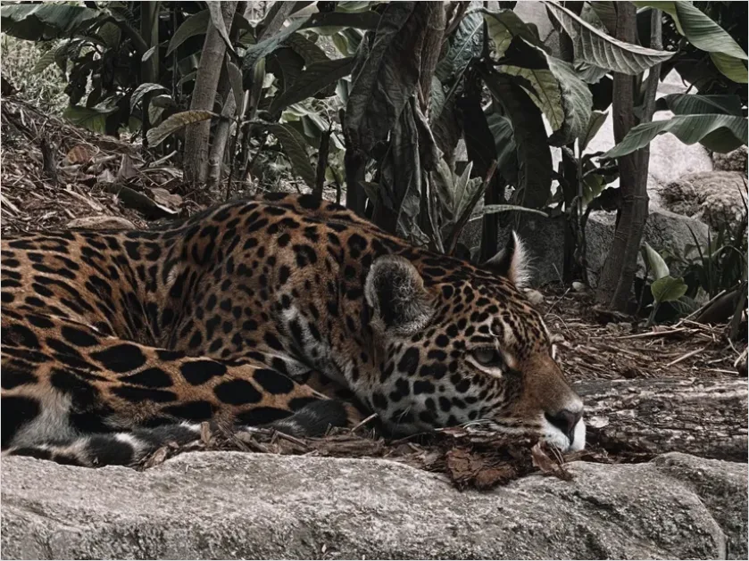Detail Jaguar In Rainforest Photo Number 3