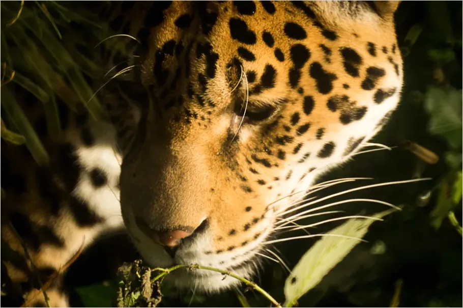 Detail Jaguar In Rainforest Photo Number 4