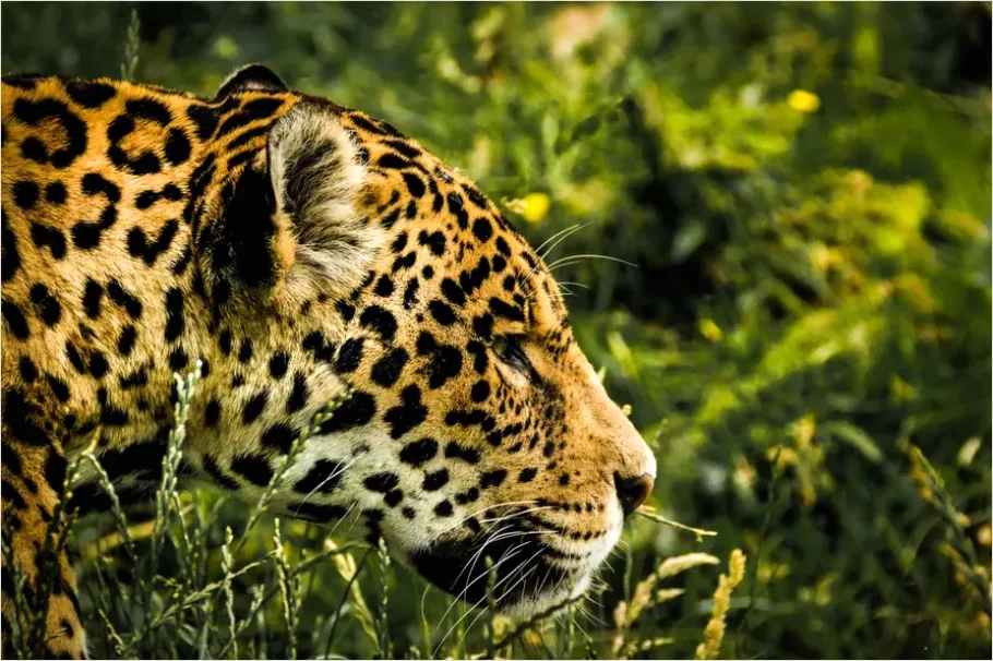 Detail Jaguar In Rainforest Photo Number 5