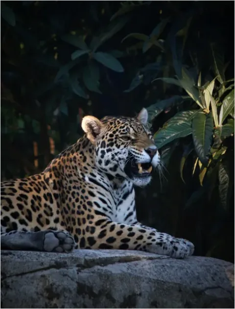 Detail Jaguar In Rainforest Photo Number 6