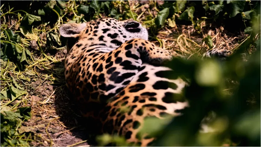 Detail Jaguar In Rainforest Photo Number 7