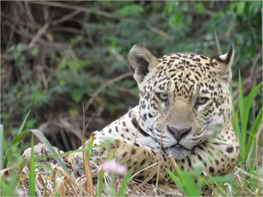 Detail Jaguar In Rainforest Photo Number 8