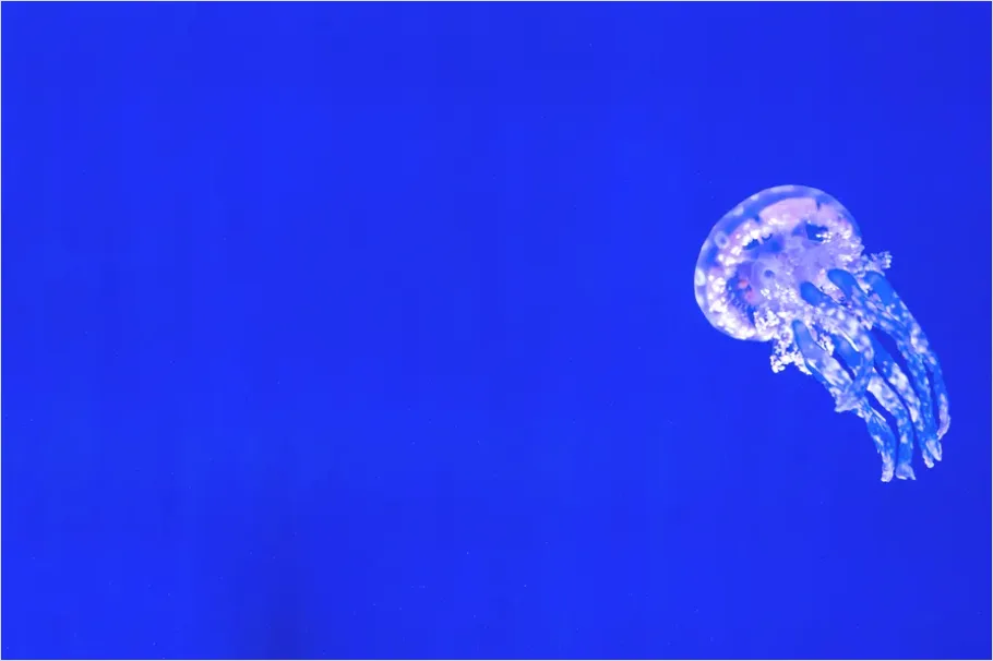 Detail Jellyfish Blue Background Photo Number 2