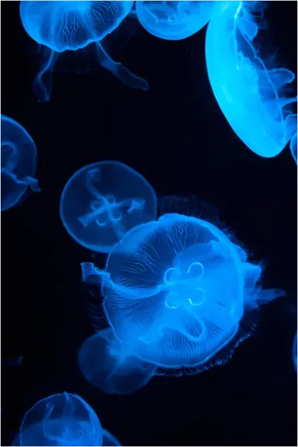 Detail Jellyfish Blue Background Photo Number 3