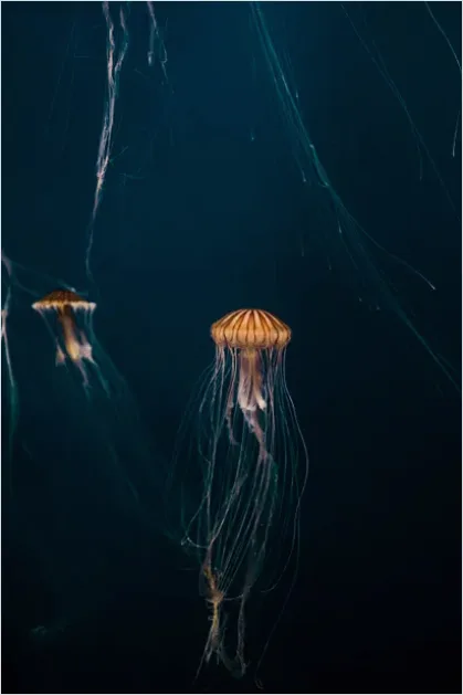 Detail Jellyfish Blue Background Photo Number 4