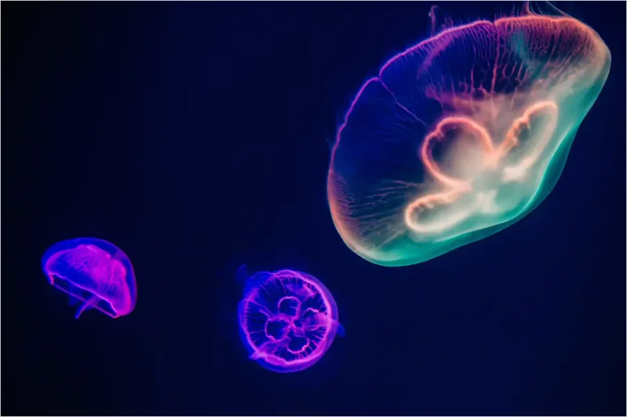 Detail Jellyfish Blue Background Photo Number 6
