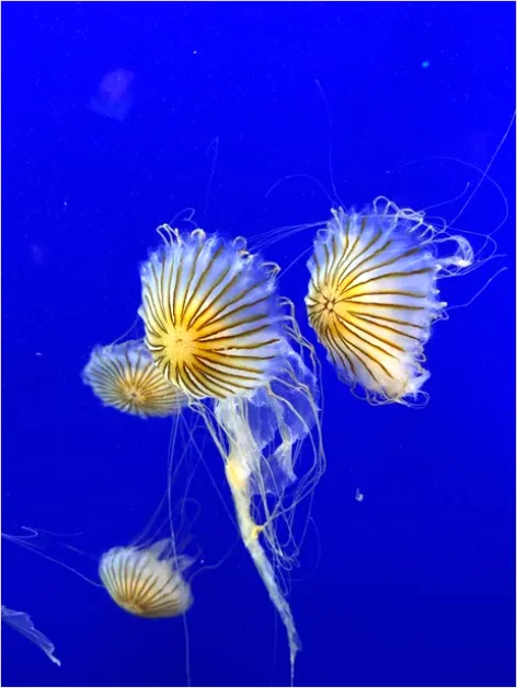 Detail Jellyfish Blue Background Photo Number 7
