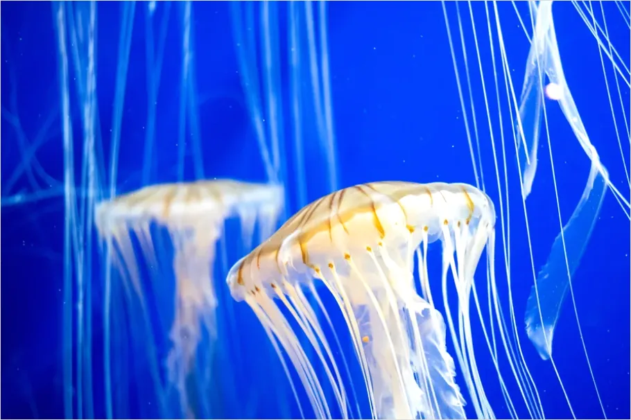 Detail Jellyfish Blue Background Photo Number 8