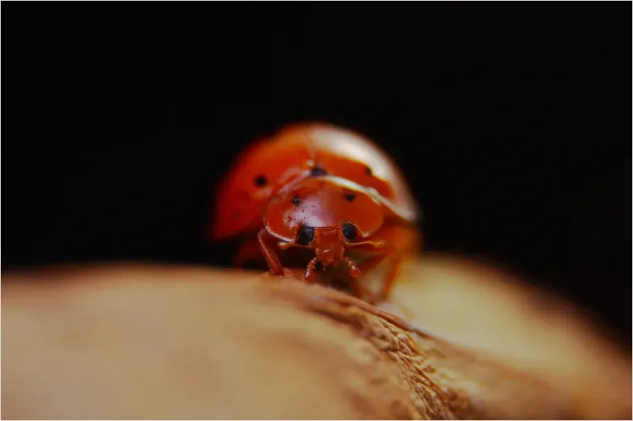 Detail Ladybug On Leaf Macro Number 4
