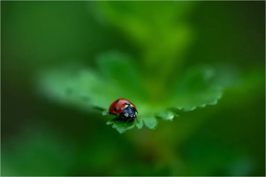 Detail Ladybug On Leaf Macro Number 5