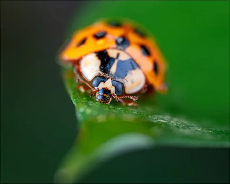 Detail Ladybug On Leaf Macro Number 8