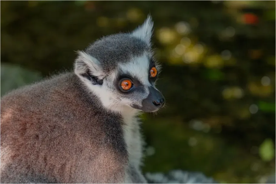 Detail Lemur Close Up Photo Number 2