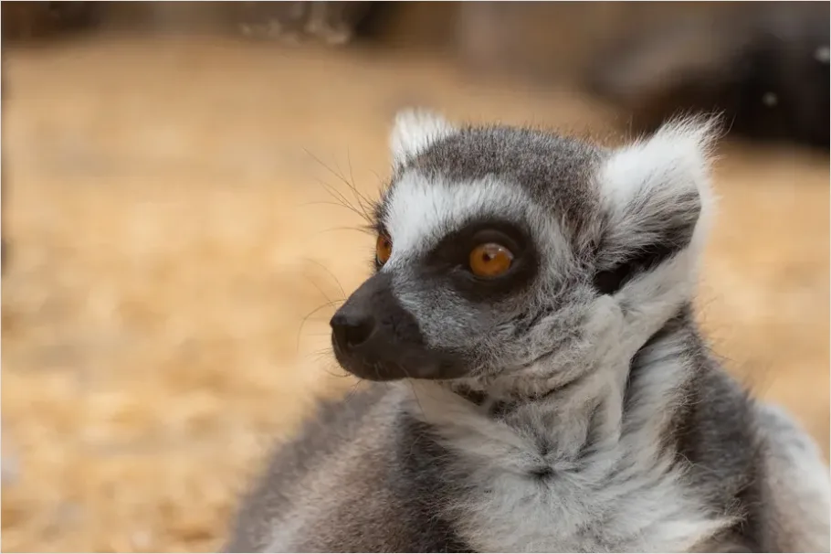 Detail Lemur Close Up Photo Number 3